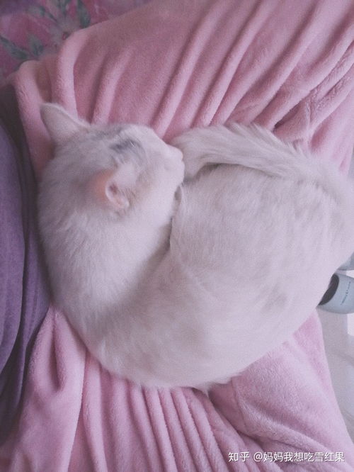 哪里可以领养猫猫