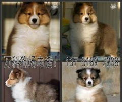贵阳哪里买狗便宜