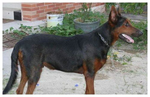 狼犬有哪些品种好