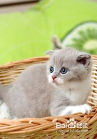 猫临产前的征兆有哪些
