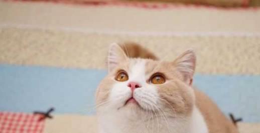 英短猫多久洗一次澡好