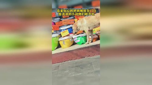狗粮放哪里储存