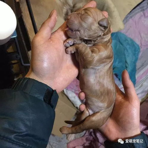小狗多久能看出胎了