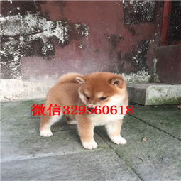 深圳哪里有柴犬卖