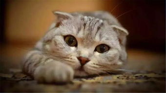 教猫咪握手需要多久