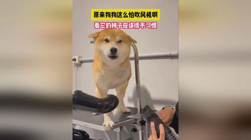 如何给狗吹风