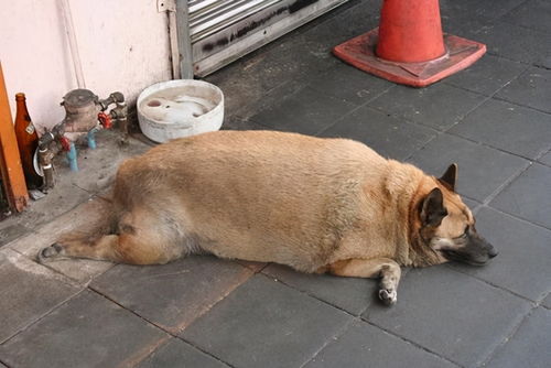 如何帮狗狗减肥
