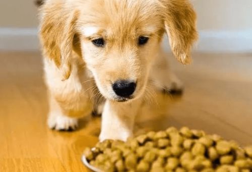 幼犬吃哪个狗粮