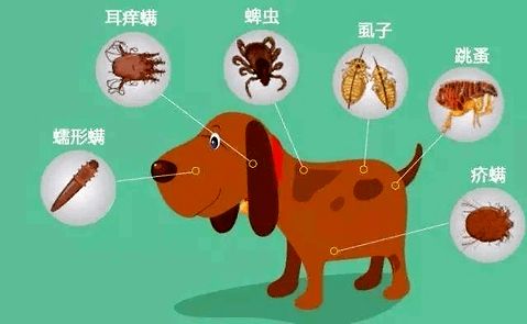 如何预防狗寄生虫