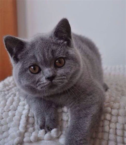 蓝猫多久不长身体
