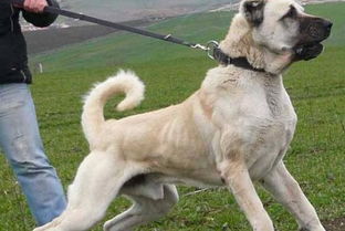 巨型犬哪些适宜家养
