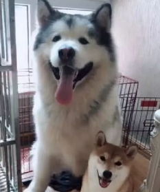柴犬和阿拉斯加
