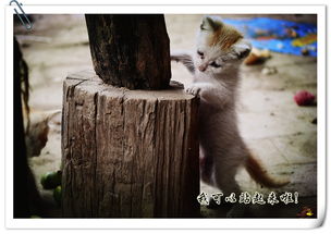 小猫都有哪些本领