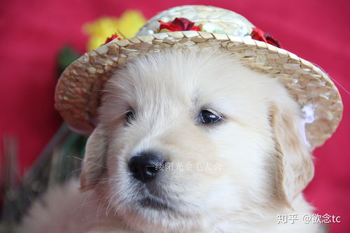 国内有哪些正规犬舍