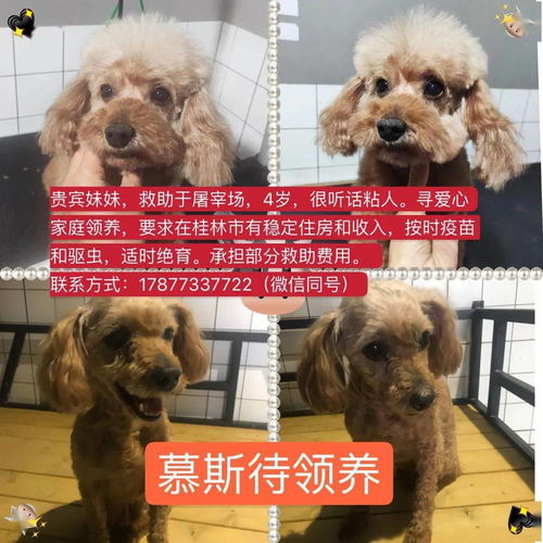 桂林哪里有领养狗狗的