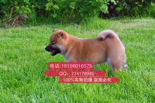 贵阳哪里买小狗
