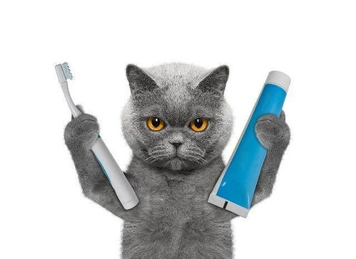 猫多久刷牙比较好