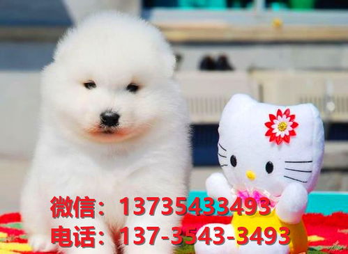 桂林哪里有宠物狗卖