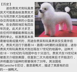 哪些宠物狗比较好养活