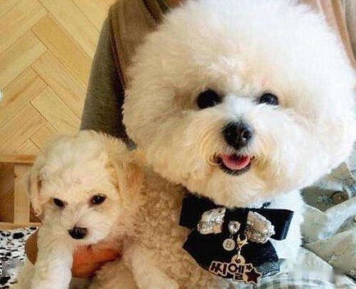 比熊犬多久可以产崽