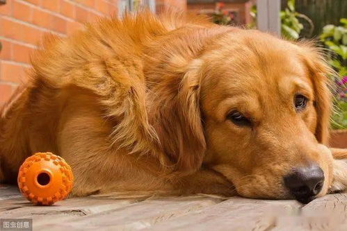 如何选择金毛犬