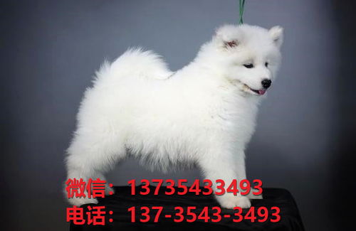 卖狗到阜阳哪里