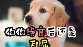 如何看小狗便秘