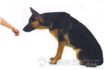 如何接近陌生狗