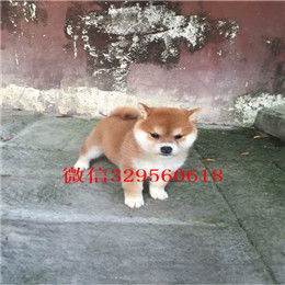哪里有出售柴犬的