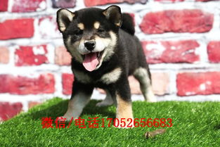 日照哪里卖柴犬