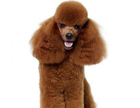 泰迪贵宾犬哪个贵