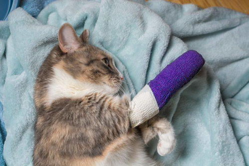 小猫骨折会怎么样