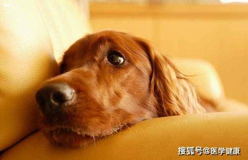 怎么样看狗狗是否发烧