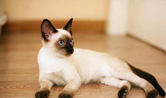 哪个品种的猫最便宜