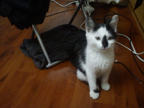 搬家猫适应要多久