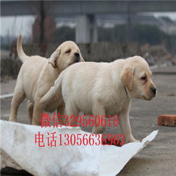廊坊附近都有哪些犬舍