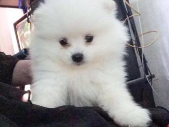 成都哪里买博美犬便宜