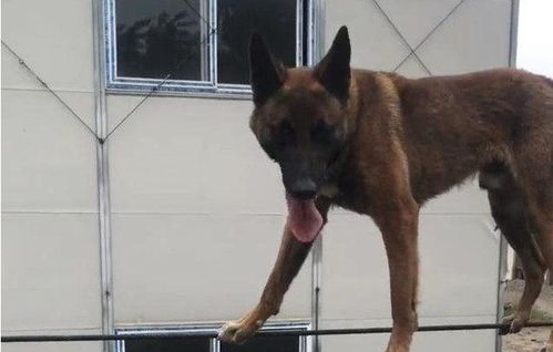 德牧和马犬哪个厉害