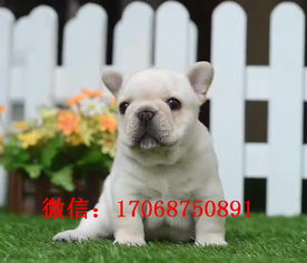 法斗和斗牛犬哪个好养