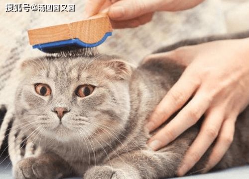 如何使猫咪毛发更好