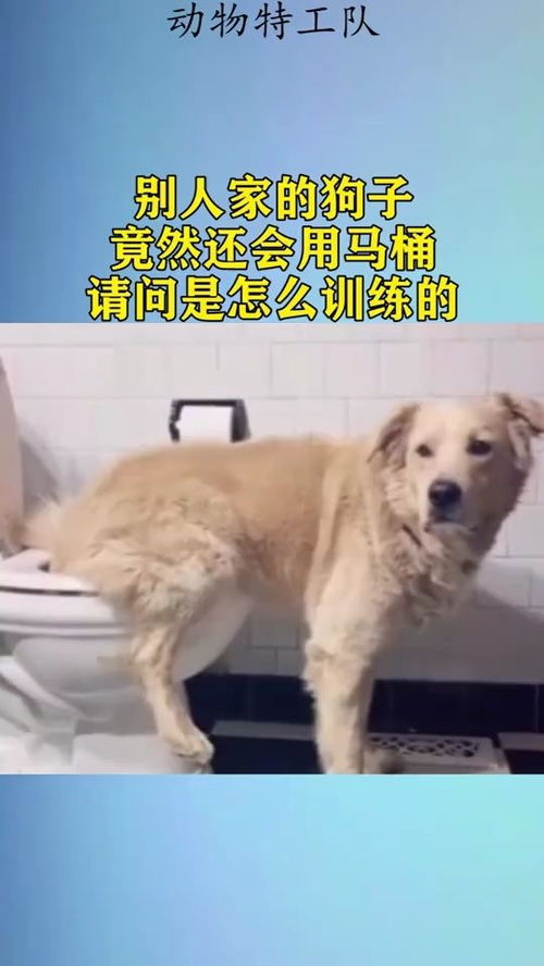如何训练狗狗用座便器