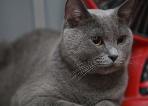 如何蓝猫梳毛