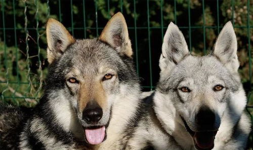 捷克狼犬如何饲养