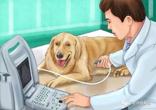 如何检验狗狗受孕
