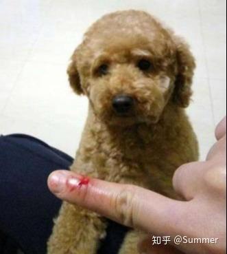 扯了猫的尾巴会怎么样
