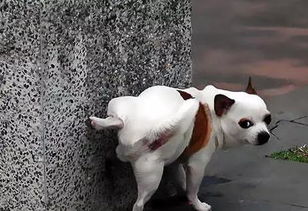 小狗小便在哪里