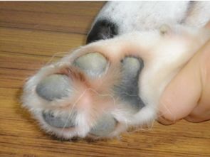 狗狗关节炎有哪些症状