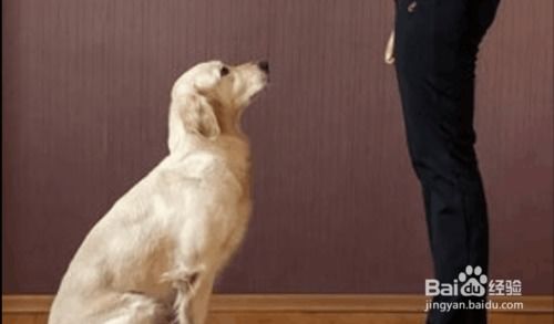 如何训练狗站起