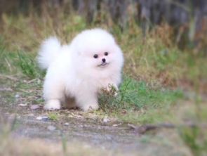 西安哪里卖博美犬
