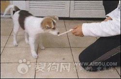 狗狗用具如何放